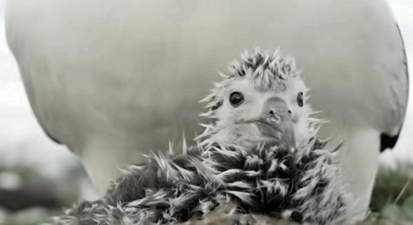 Amikor egy albatrosz csőre gyengédebb, mint gondolnánk