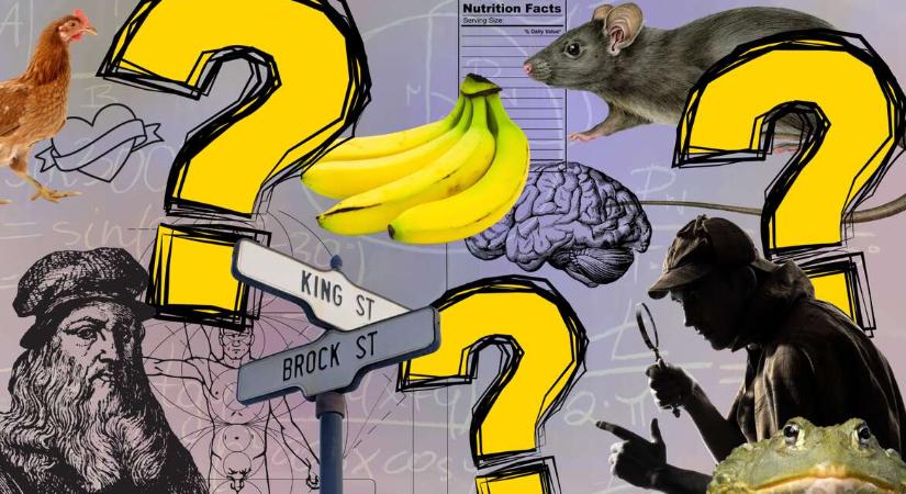 Képtelen tények kavalkádja – Kitalálod, melyik igaz és melyik nem?