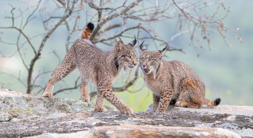 Közel 18 millióért kelt el a Rembrandt-rajz