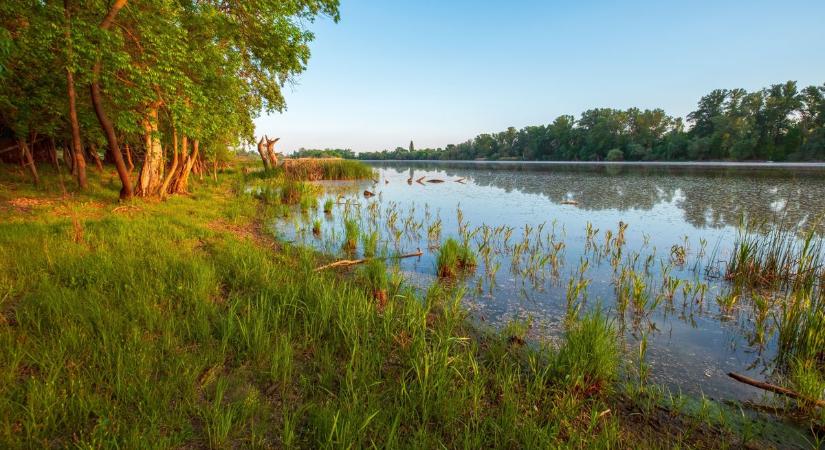 Megnyitották a zsilipeket: friss víz érkezik a szomjazó holtágakba (videóval)