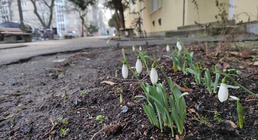 Kinyíltak a hóvirágok Vásárhely több pontján