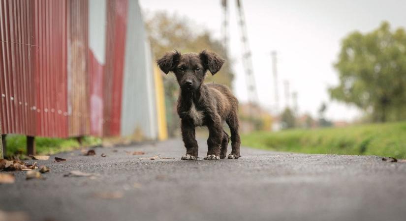 Én így készülök fel a felelős kutyatartásra
