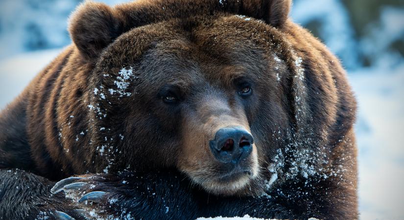 Bocsos medve ólálkodik az egyik brassópojánai sípálya környékén (VIDEÓ)