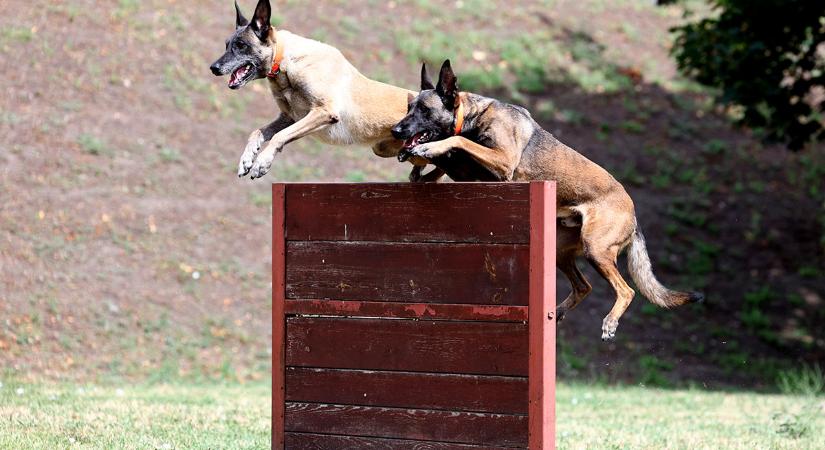 Keresőkutyákat keres a NAV