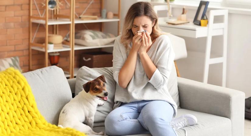 Megkeserítheti a kedvencekkel töltött időt – Legyőzhető a kutyaszőr allergia?