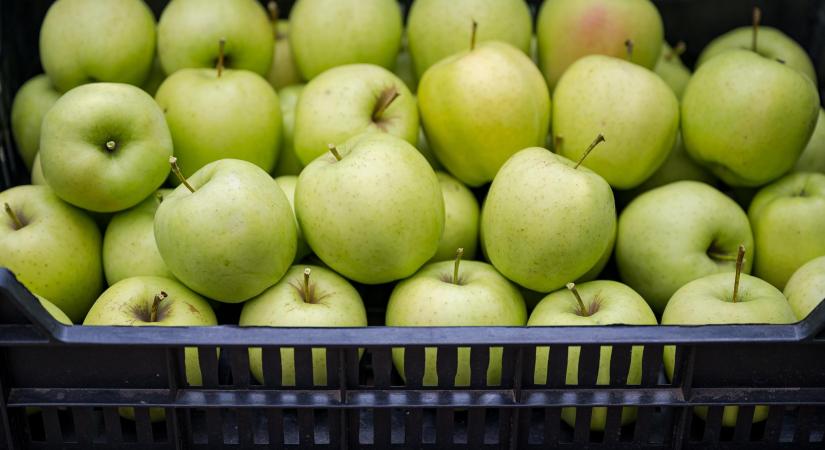 Az export lehet a magyar gazdák egyik kitörési lehetősége