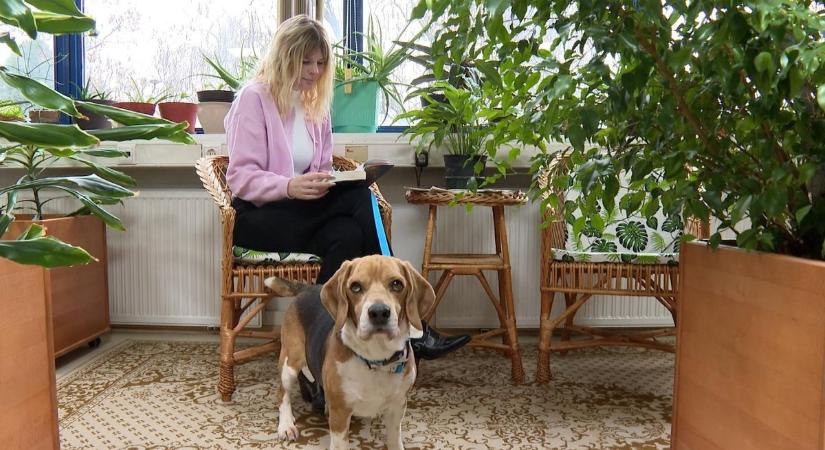 Kutyával is felkeresheted ezt a könyvtárat, s még olvasójegyet is kap a négylábú