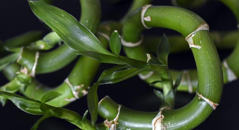 A Feng Shui szerint ezeket kell beszerezni a lakásba, ha gazdag szeretne lenni