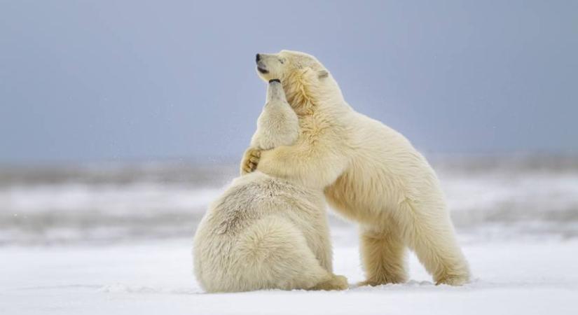 Nem hiszed el, mibe szorult a nyíregyházi jegesmedve feje – Cuki videón a bocsok játéka