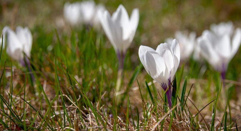 Védett növényeink: a magyar kikerics