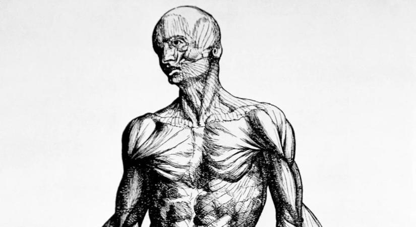 Amit rosszul tudsz az emberi testről: megdöbbentő tények és tévhitek