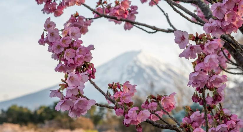 Elegük lett a turistákból: lemondták a híres cseresznyevirág-fesztivált
