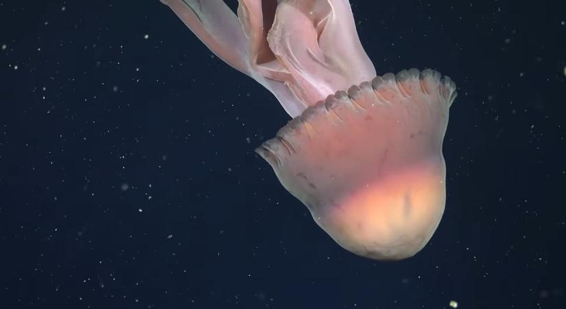 Buszméretű medúza bukkant fel, épp egy kutatóhajó kamerája előtt – videó
