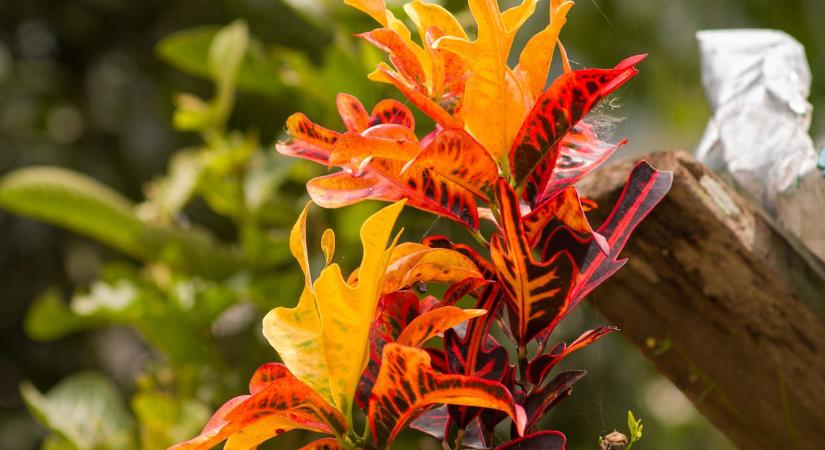 4 szobanövény, amivel sok gondja ha akadhat, ha erre nem figyel