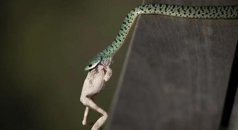 Mit tudnak a kígyók, hogy akár egy évig is elélnek táplálék nélkül?