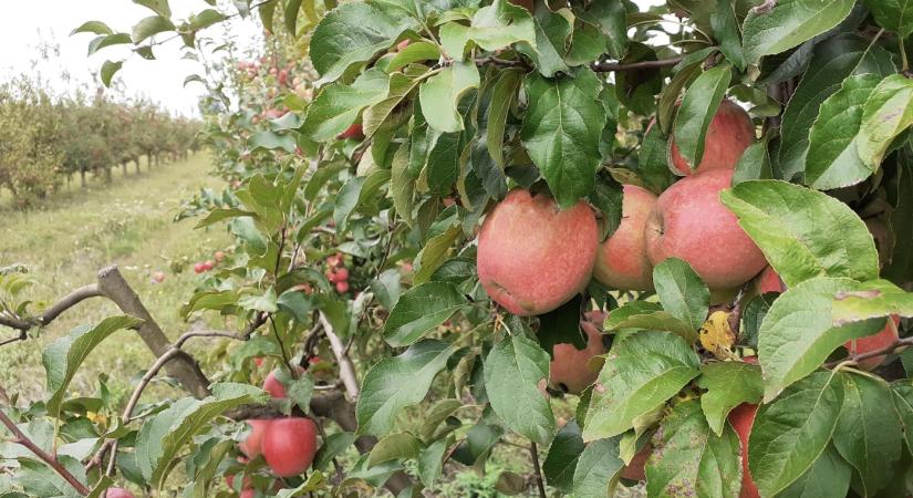 A biotermékekben valóban kevesebb a növényvédő szer maradék!