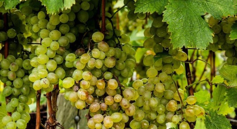 Mit tehetnek a termelők a szőlő aranyszínű sárgaság megállításáért?