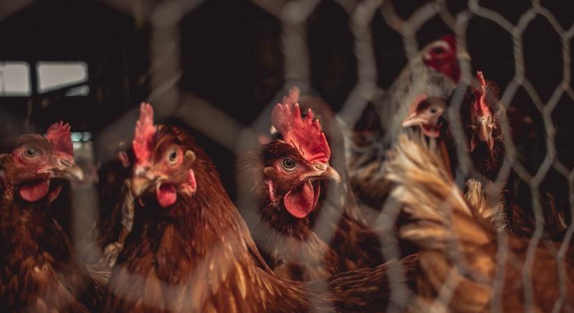 Madárinfluenza ütötte fel a fejét a Komáromi járásban, leölik az összes állatot egy telepen