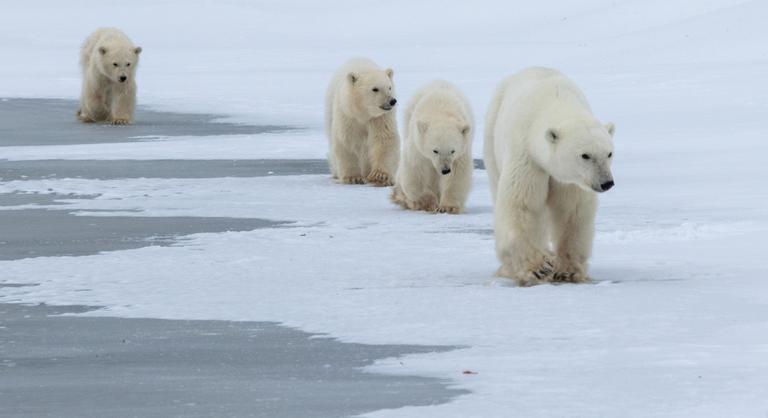 Valami furcsa dolog történik a jegesmedvékkel, a tudósok is csak vakarják a fejüket