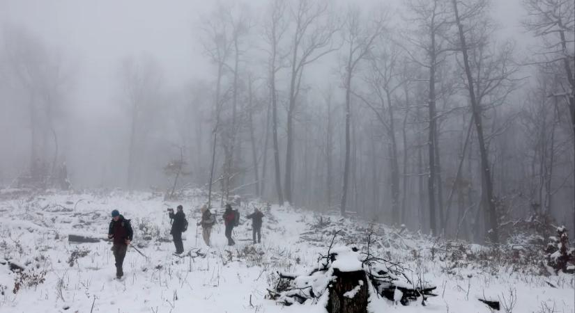 Körös-körül lombkorona – ígéri a tanösvény, aztán szembejön a letarolt erdő