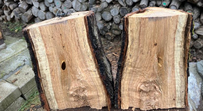 Ledöbbent a bükki favágó, ilyet még ő sem látott: nem akármi bújt meg a hatalmas tuskóban – fotó