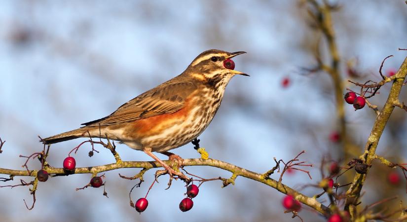 Magyarország madarai kvíz