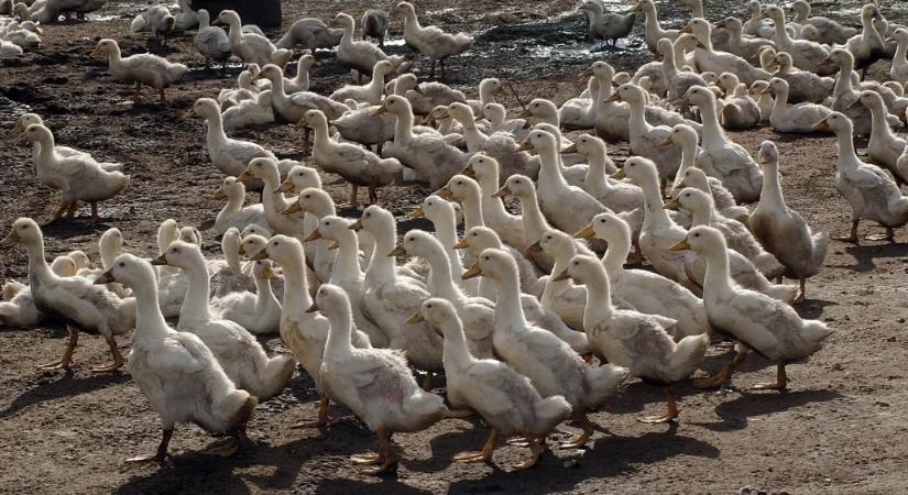Madárinfluenza miatt 13 ezer pecsenye kacsát ölnek le egy lakitelki telepen