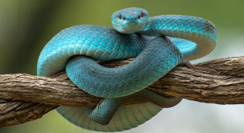 Az éhséghormon elvesztése tehette a kígyókat a böjtölés mestereivé