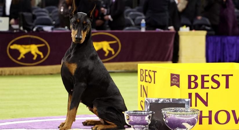 Ő lett a legszebb kutya a világ legrangosabb kutyaszépségversenyén