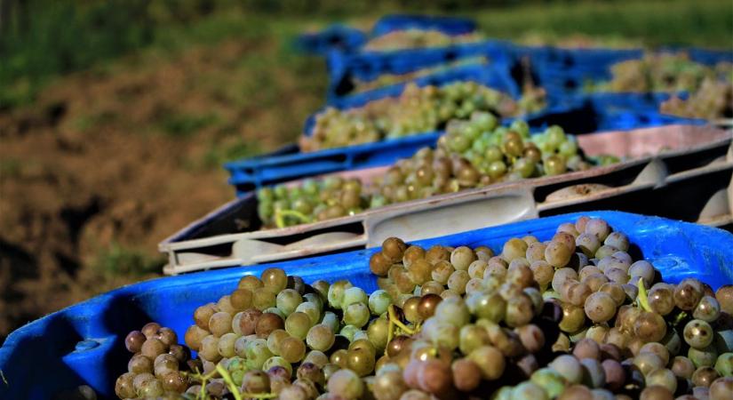 Aszály, betegségek és magas költségek – hogyan menthető meg a magyar borágazat?