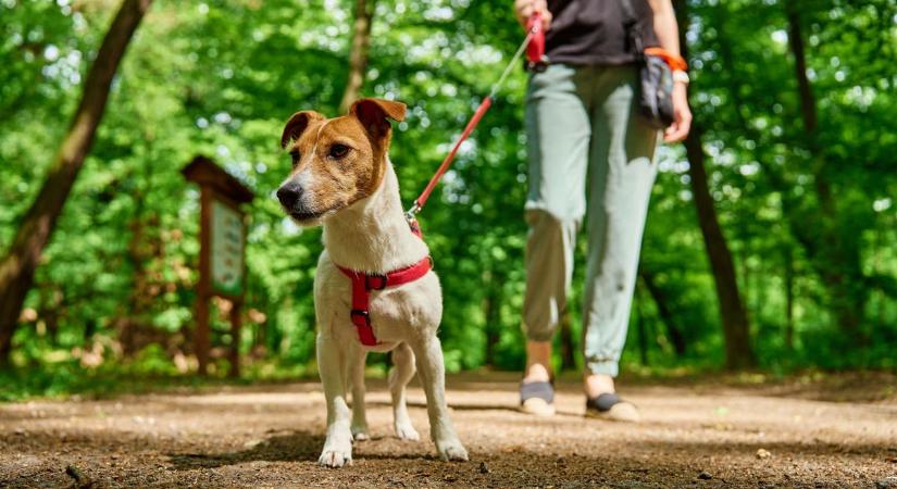 „Szedd össze a kutya sz*rát!” – komoly összetűzést generált a kutyagumi Szegeden – videóval