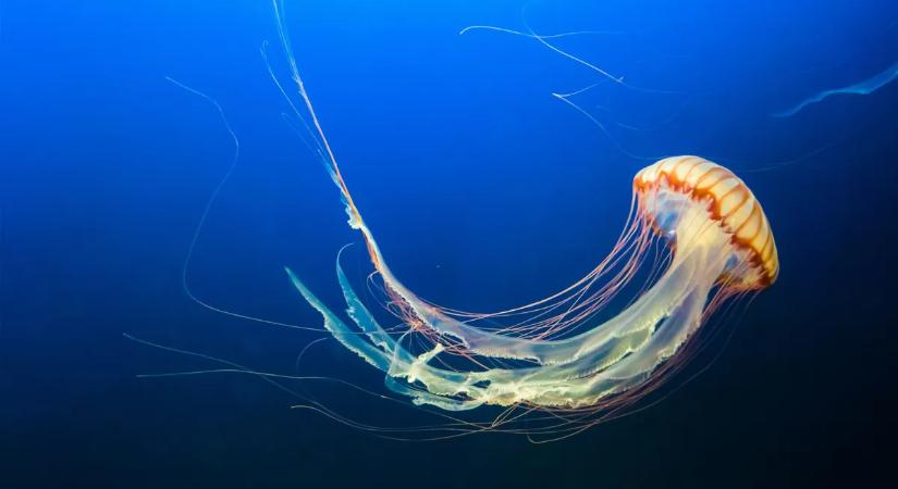 Nem hittek a szemüknek a tudósok: busz méretű medúza bukkant fel