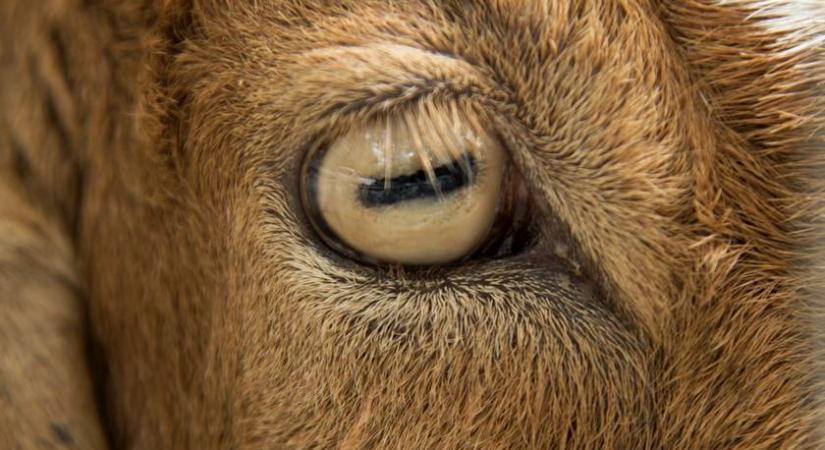 Kecske vagy madár van a képen? Sokakat megtéveszt