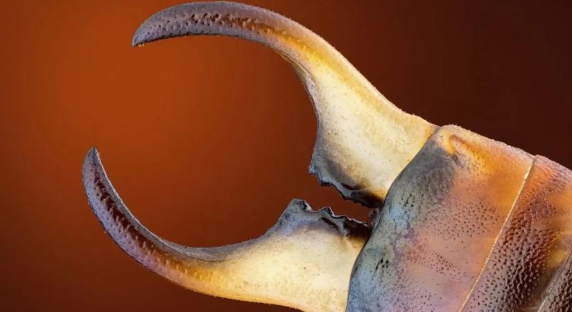 Éjszakai lidércnyomás: kell-e félni a fülbemászóktól?