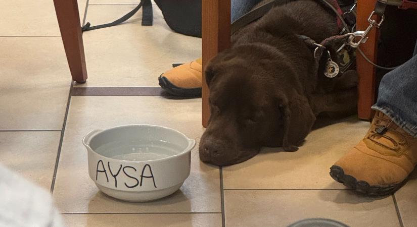 „A mi kettőnk története közel 10 éve kezdődött” – nyugdíjba megy Attila hős vakvezető kutyája