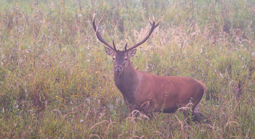 Ez durva: nem is hinnéd, mennyit lőttek ki ebből az állatból itthon