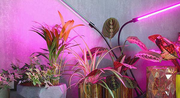 Növények pótmegvilágítása