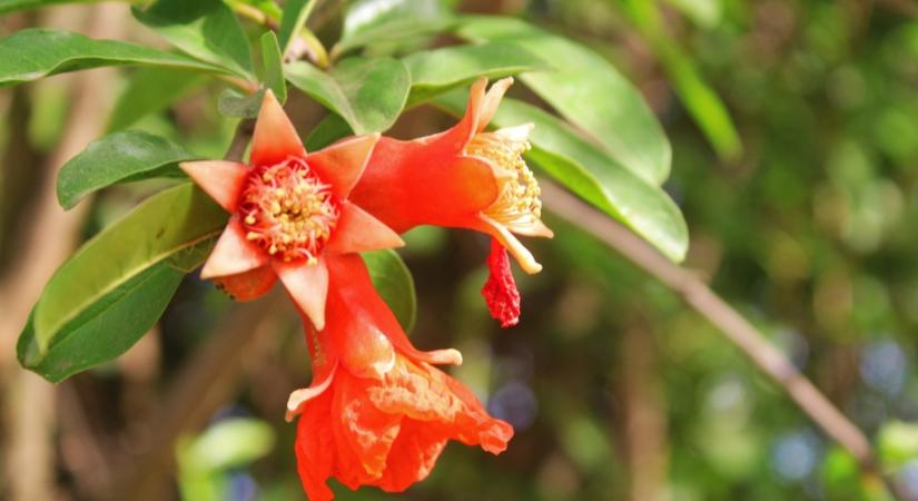 Gyönyörűvé teszi a kerted és még varázslatosan finom is!