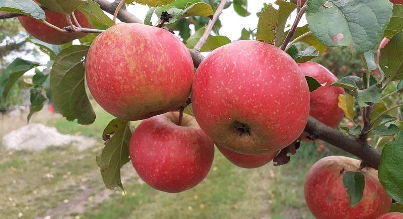 Állásfoglalás az "almabotrány" kapcsán