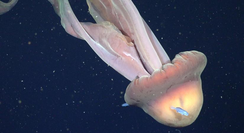 Videón a busz méretű medúza, aminek minden észlelése ünnepszámba megy