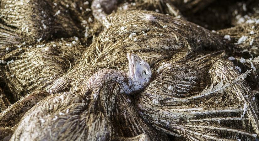 Terjed a madárinfluenza