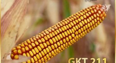 A kukorica nem játék – gazdálkodj okosan!