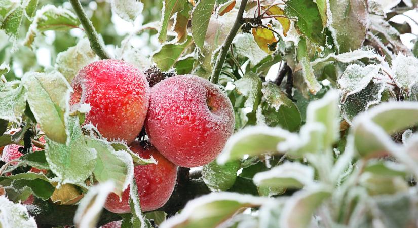 Ma, február 6.: Dorottya és Dóra névnapja van– mit üzen a nevük?