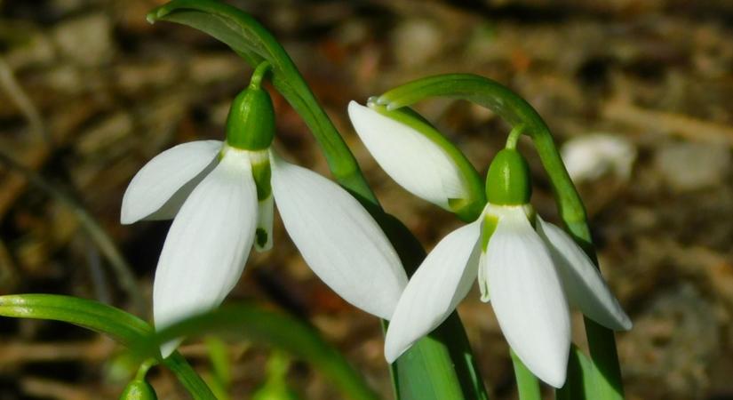 Erre senki sem számított: Már februárban itt a tavasz?