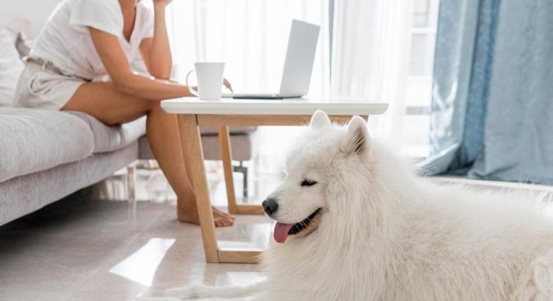 Ha szerinted a nagy kutya csak kertes házba való, ezt olvasd el!