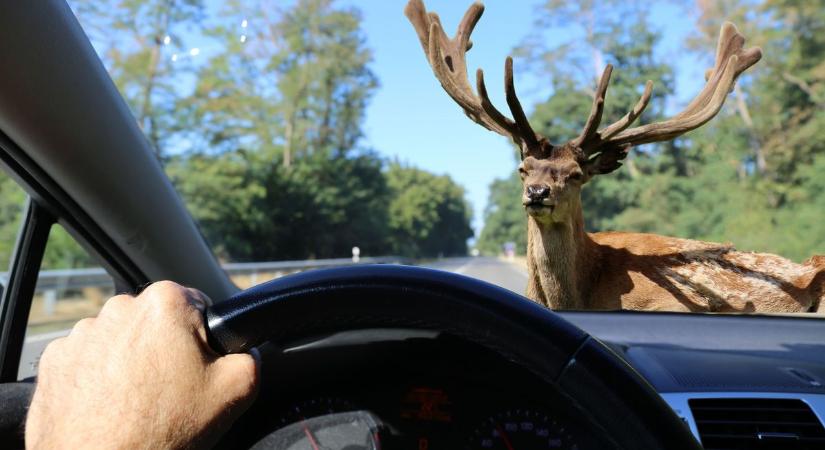 Sok autós nem tudja, mi a teendő vadgázolásnál, megálljon, vagy tovább hajtson?!