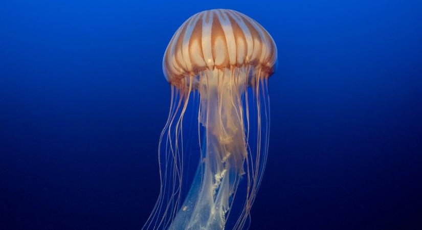 Szuperritka, teherautó méretű medúzát sikerült videóra venni