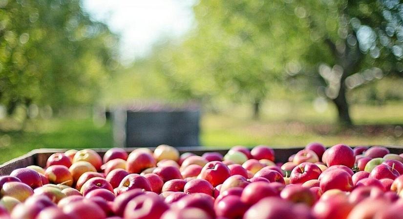 Célkeresztbe került a magyar alma