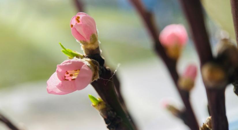 Tavasz után kutatva