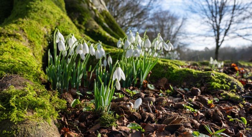 Dorottya napi népi megfigyelés: mit jósol ez a nap, mikor jön a tavasz?